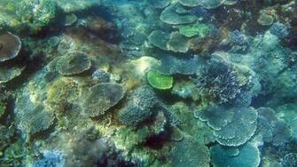 Coral Wallpaper Wallpaperweb Org Nature