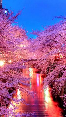 iPhone Wallpaper HD Spring Live