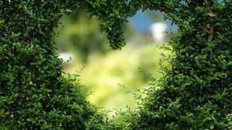 4k Heart Leaves Green HD Wallpaper Bush Nature