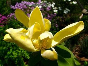 Yellow Magnolia Flower Wallpaper Urban Art