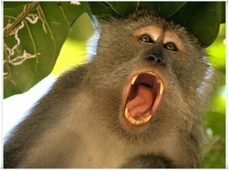 Monkey Desktop Wallpaper Animals