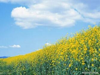 Nature Wallpaper Blue Sky And White Cloud
