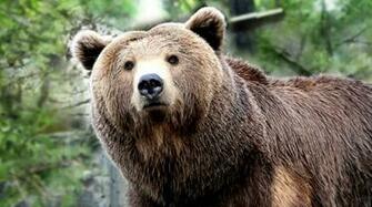 Computer Grizzly Bear Wallpaper Desktop Background Id