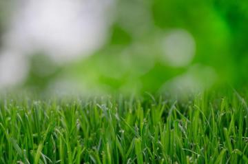 Landscape Plants Macbook Fresh Nature Flower Stock Image