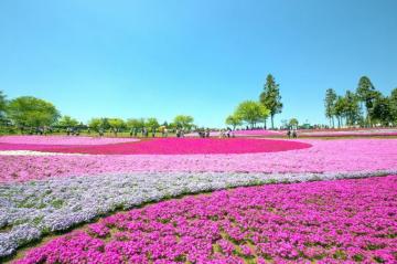Spring Flower Pictures From Around The World Cond Nast Traveler