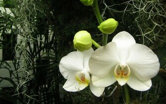 Purple And White Orchids Wallpaper