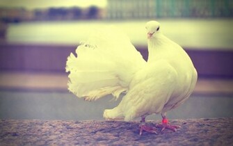 White Dove Wallpaper