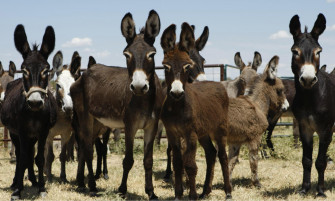 Donkey Wallpaper