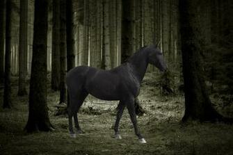 Horse HD Wallpaper Balck Desktop