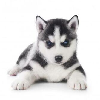 Bilder Von Welpe Siberian Husky Hunde Tiere Starren