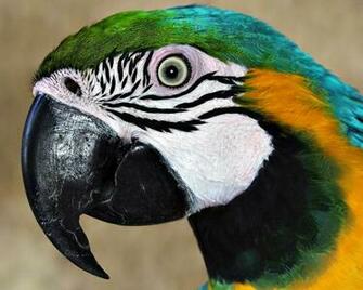 Parrot Wallpaper