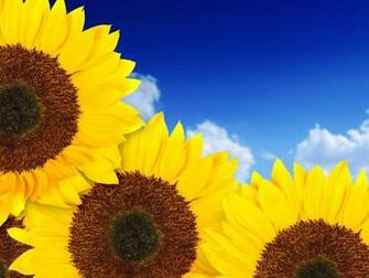 Sunflower Screensavers