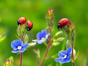 Image Detail For Ladybugs On Flowers Wallpaper