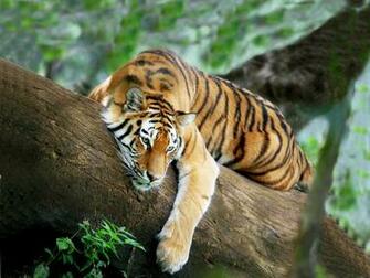 Tiger Animal Facts Background HD Wallpaper