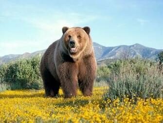 Big Bear Screensaver Screensavers The