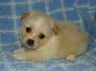 Pomeranian Puppy Wallpaper