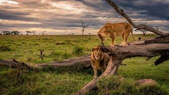 Wallpaper Lions Lioness Africa Nature Trunk Tree Grass Animal