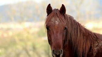 Wallpaper Horse Face Head Mane HD