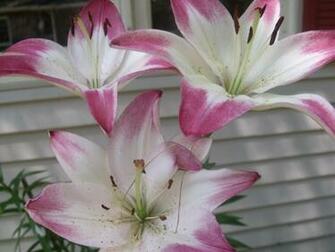 Stargazer Lily Desktop Wallpaper This