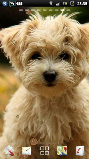 Cute Puppy Live Wallpaper For Your Android Phone