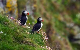 Flowers For Flower Lovers And Birds Beautiful Wallpaper