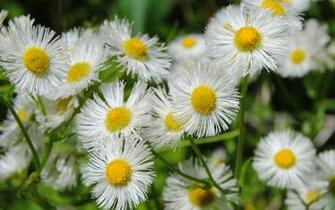 Tag Wildflowers Wallpaper Image Photos And Pictures For