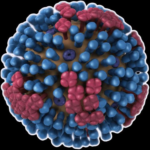 Image Of Influenza Viruses Cdc