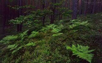 Endor Wallpaper High Resolution