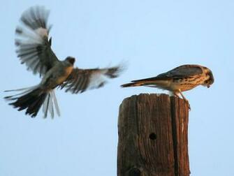 Pics Photos Mockingbird Wallpaper