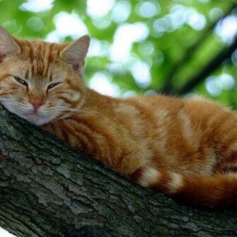 HD Cat iPad Wallpaper