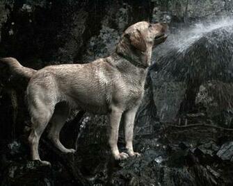 Labrador Retriever WallpaperHD Wallpaper