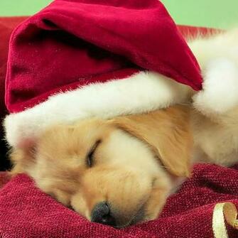 iPad Wallpaper Christmas Pets