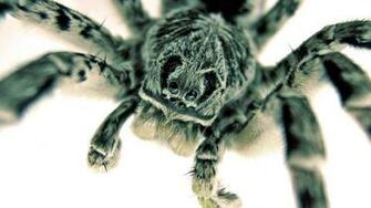 Spider Wallpaper Weddingdressin