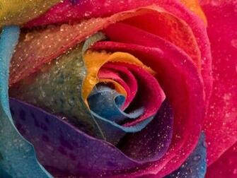 Rainbow Roses Wallpaper Release Date Price And Specs