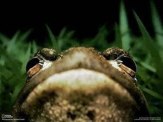 Famous National Geographic HD Wallpaper Part Unique
