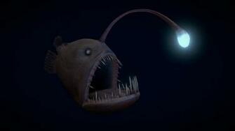 Angler Fish Wallpaper Image Group
