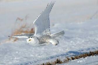 Snowy Owl Wallpaper Animal Lovers