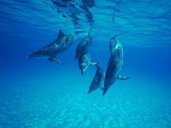 In Typical Underwater Scenes The Distance Fades Into A Mass Of Blue