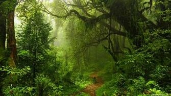 Trippy Forest Wallpaper Image