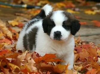 Saint Bernard Wallpaper For Android
