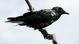 Raven Australian Bird HD Widescreen Wallpaper Birds Background