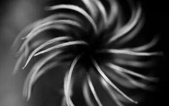 Abstract Hat With Feather HD Wallpaper