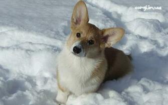 Corgi Ua Corwood Corgis Gallery Wallpaper