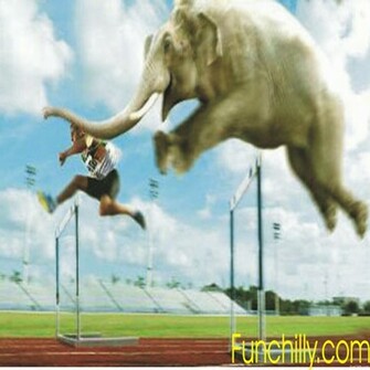 Funny Elephant Animals HD Wallpaper Mac Full Screen