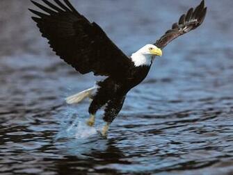 Desktop HD Wallpaper S Bald Eagles