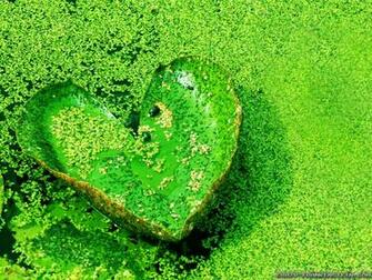 HD Widescreen Background Wallpaper Love