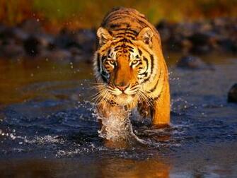 Tiger Wallpaper Desktop HD