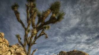 Joshua Tree National Park Wallpaper Nature