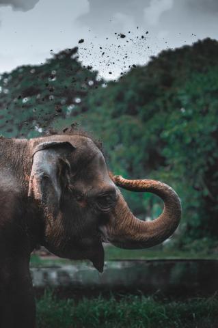 Elephant Wallpaper HD Hq