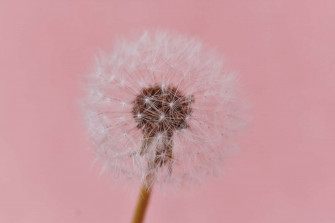 Aesthetic Baby Pink Wallpaper